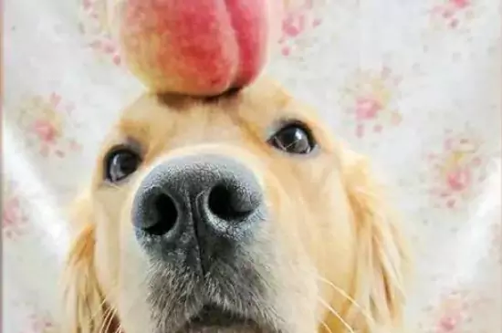 狗能吃桃子吗？桃子中含有哪些对狗狗来说有益的物质？