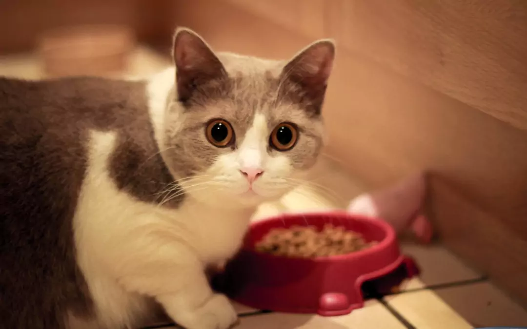 猫能吃狗粮吗？猫咪长期使用狗粮危害