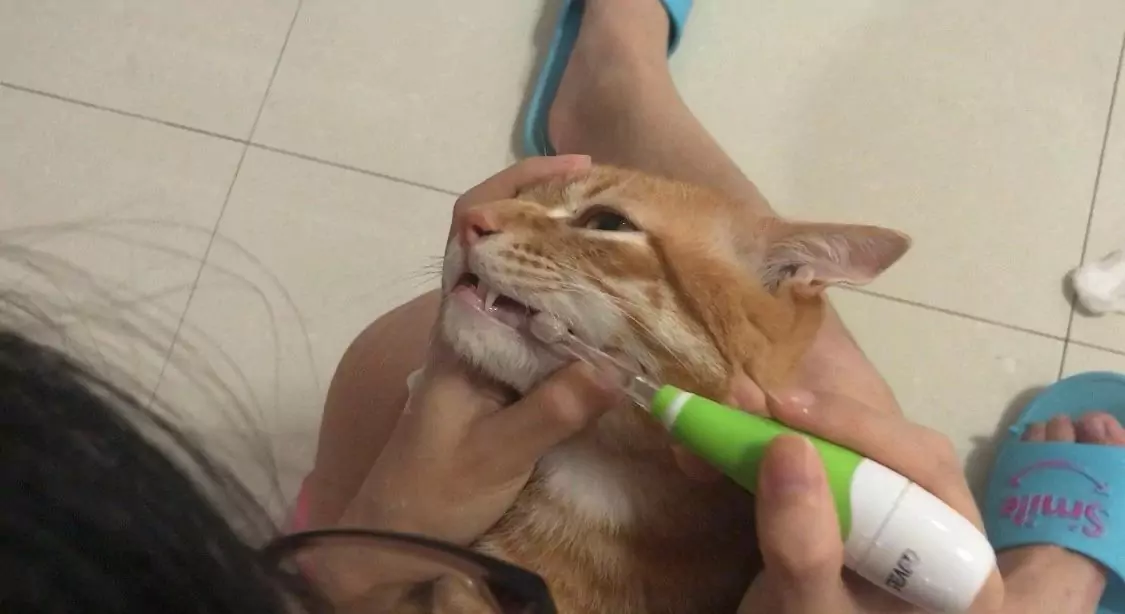 如何给猫刷牙？