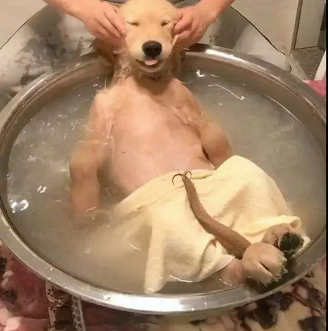 狗应该多久洗一次澡？为什么狗狗不能频繁洗澡？