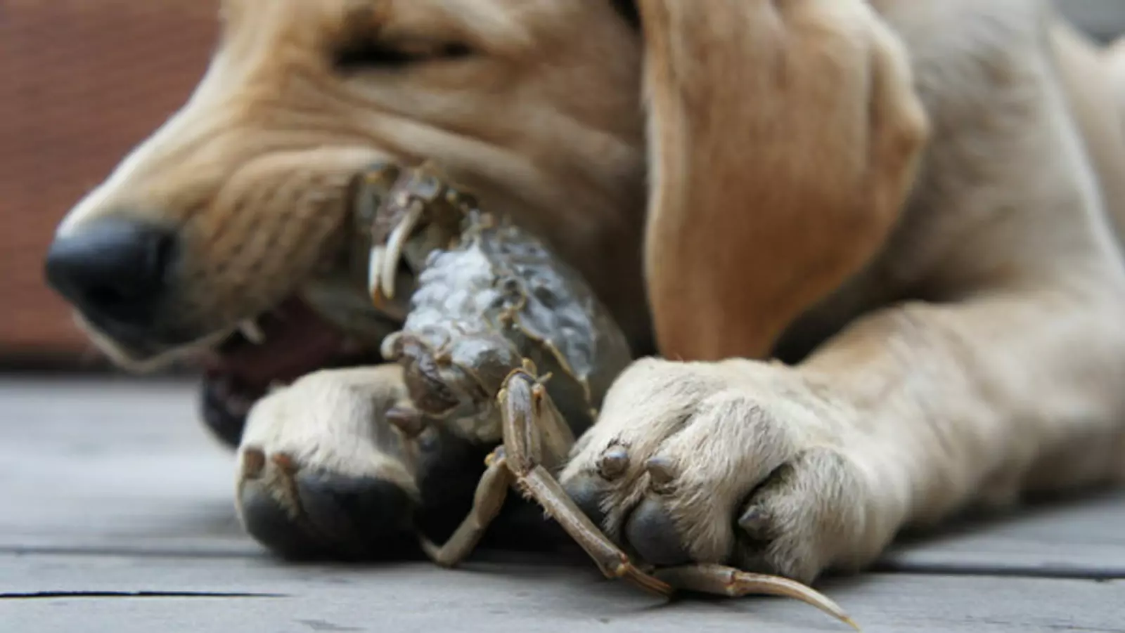 狗能吃螃蟹吗？狗狗吃螃蟹有什么危险吗？