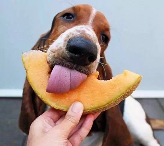狗能吃哈密瓜吗？哈密瓜对狗狗有哪些好处？