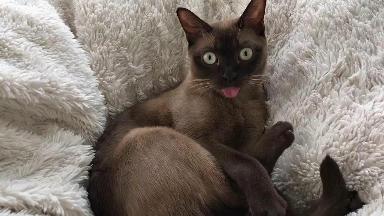 为什么猫伸出舌头？