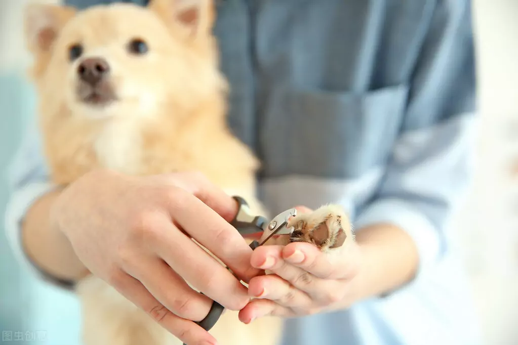 如何剪狗指甲？狗狗指甲过长会引起哪些危害？