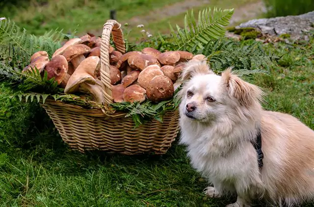 蘑菇对狗有毒吗?误食蘑菇会产生哪些症状