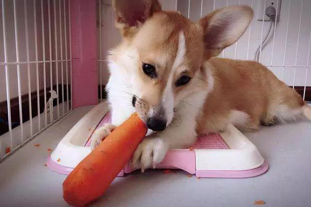 狗能吃生胡萝卜吗？