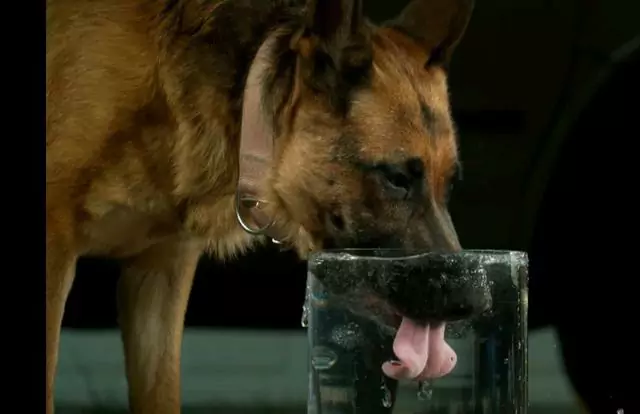 为什么我的狗喝那么多水？狗怎么样算喝水太多？