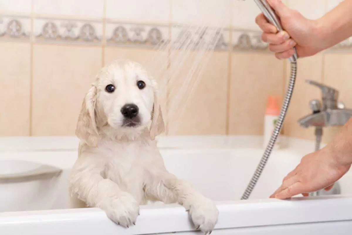 应该多久给狗洗澡一次？