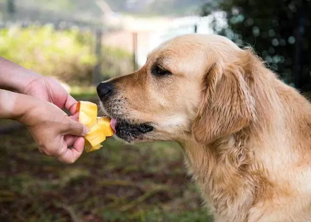 狗能吃芒果吗？给狗狗吃芒果有什么好处？