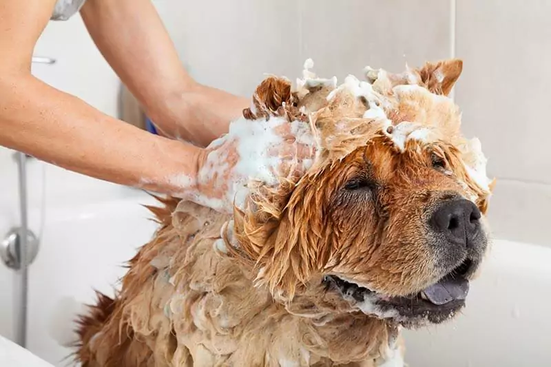 你应该多久洗一次狗？给狗狗洗澡有什么需要讲究的呢？