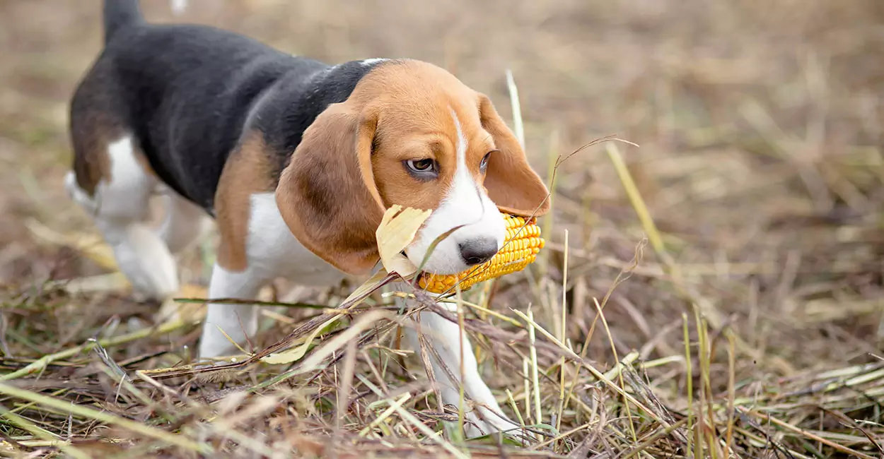 狗能吃玉米吗？狗狗吃玉米的注意事项