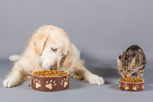 狗狗能吃猫粮吗?狗长期吃猫粮会有什么影响