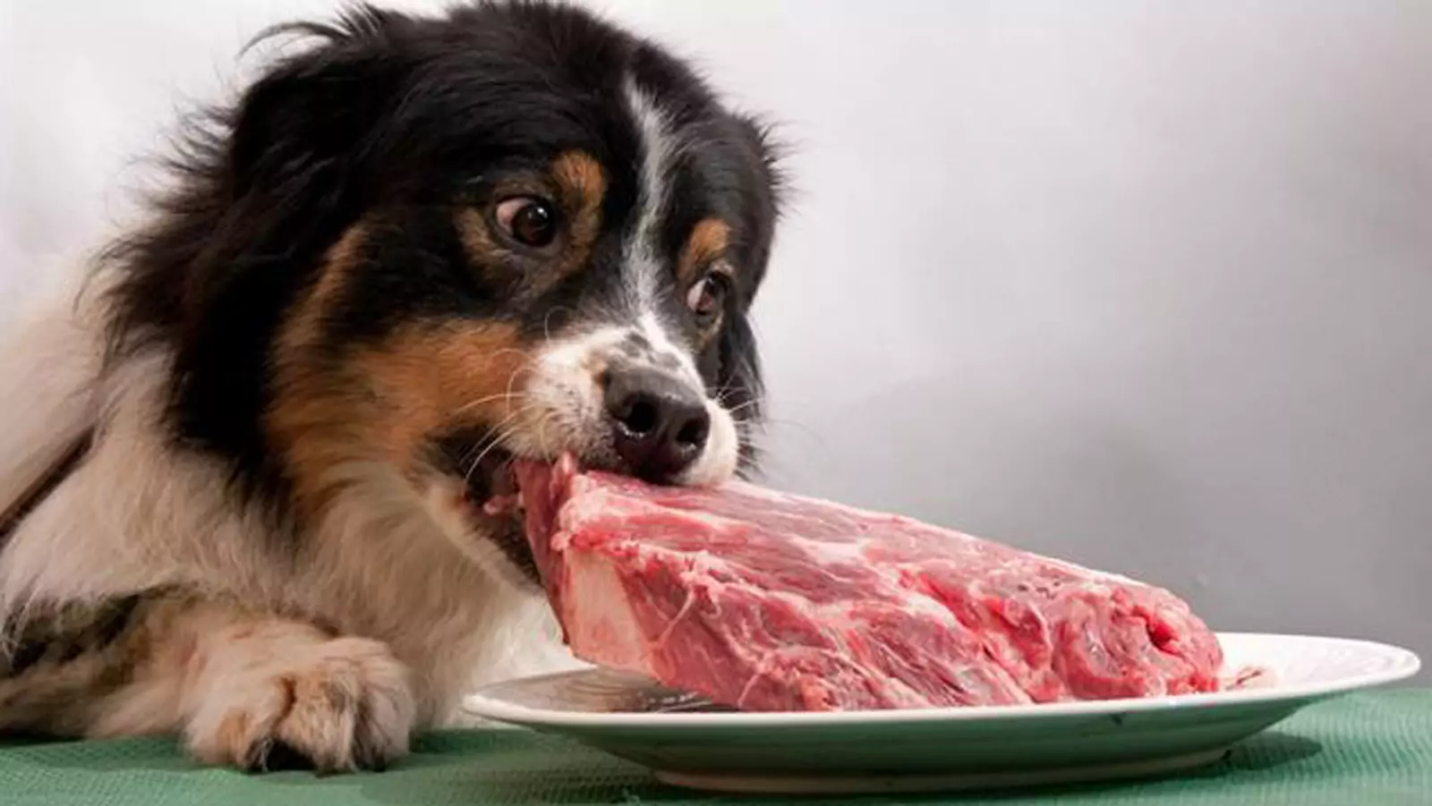 狗能吃生猪肉吗？