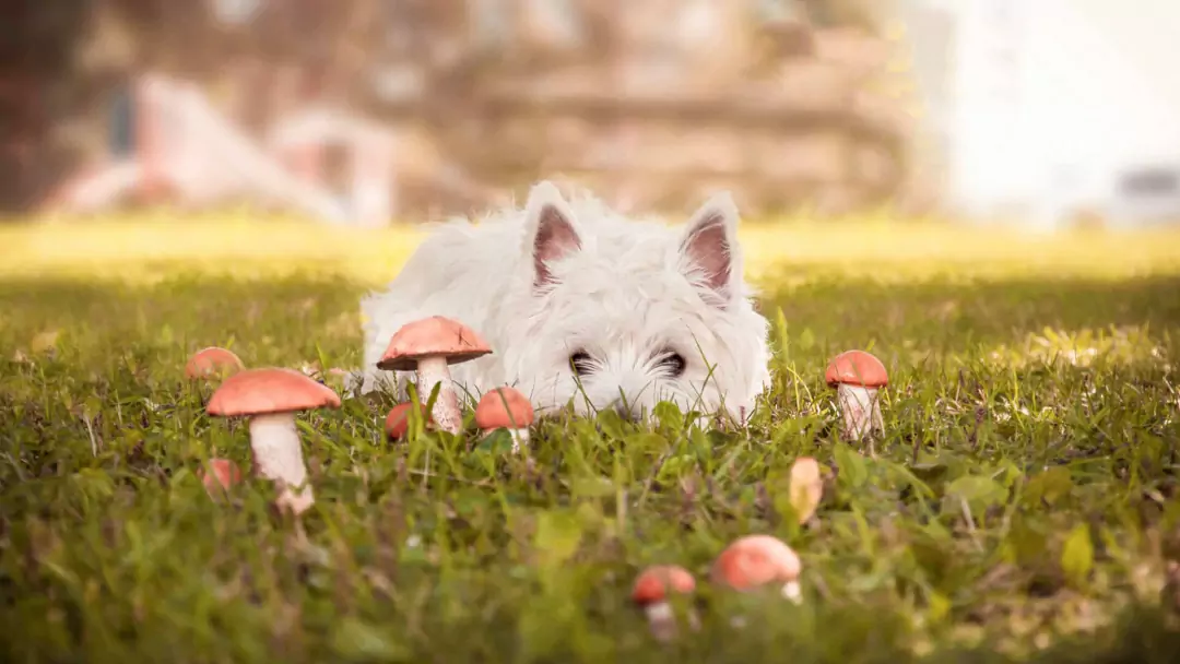 蘑菇对狗有害吗？给狗狗喂蘑菇的注意事项