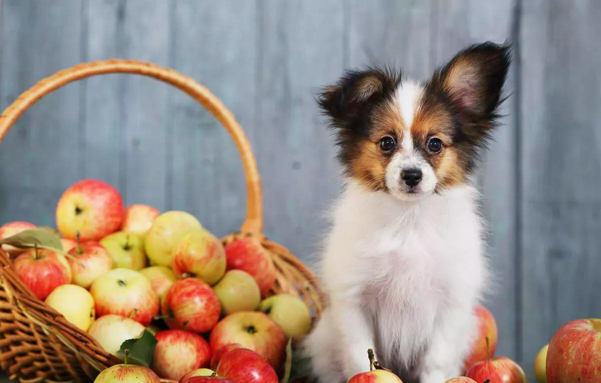 苹果对狗有害吗?给狗吃苹果最安全的方法
