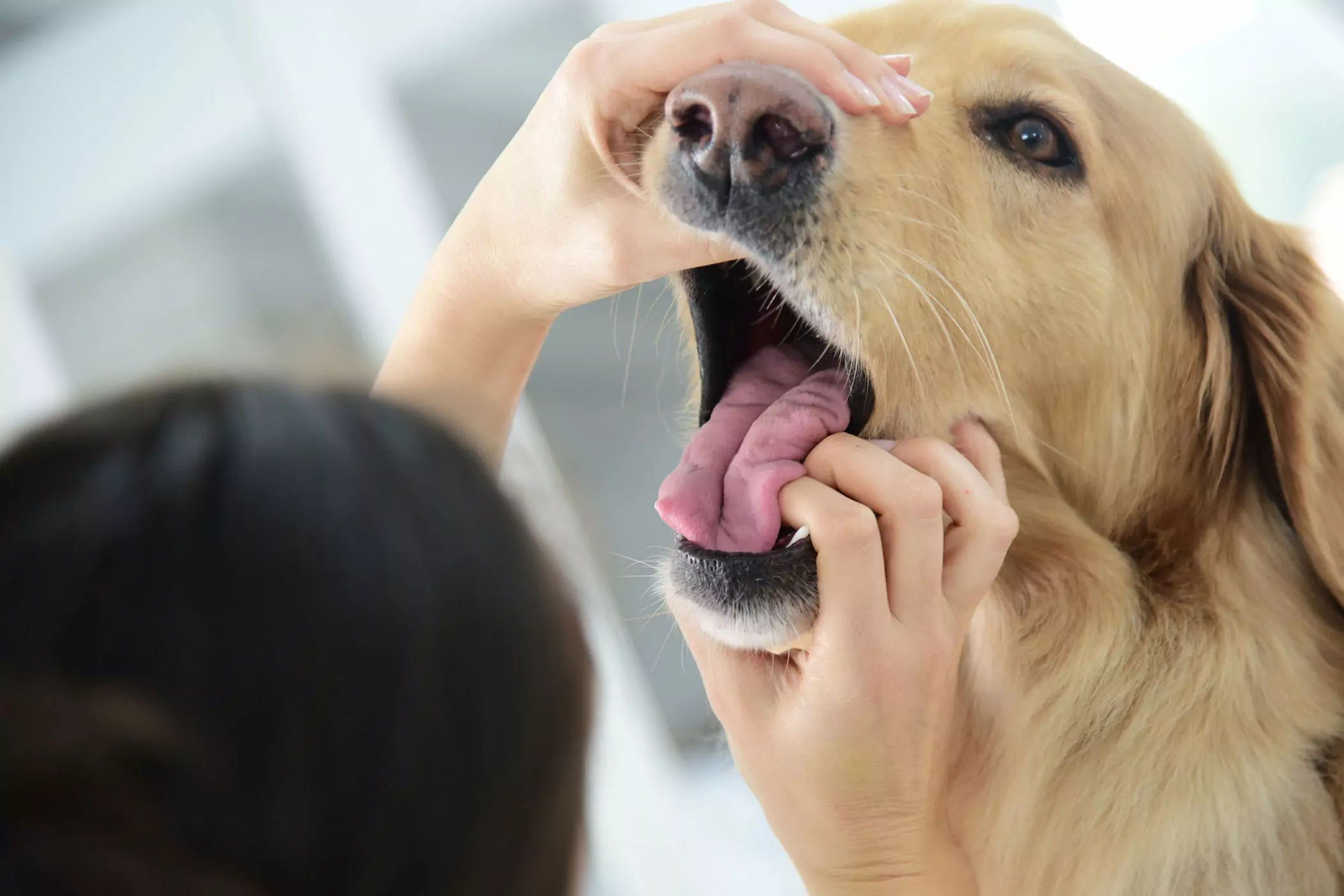 狗的嘴比人的干净吗？狗狗的嘴巴要比人类干净？这是偷换概念，两者没有可比性