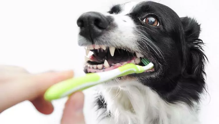 如何清洁狗牙?这7种方法可以帮你清洁它的牙齿