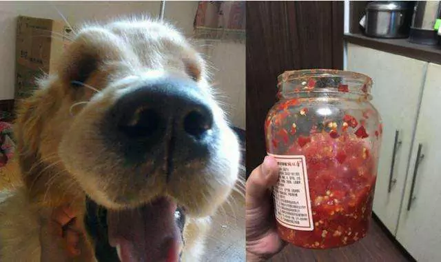 狗能吃辣椒吗？狗吃辣椒的反应