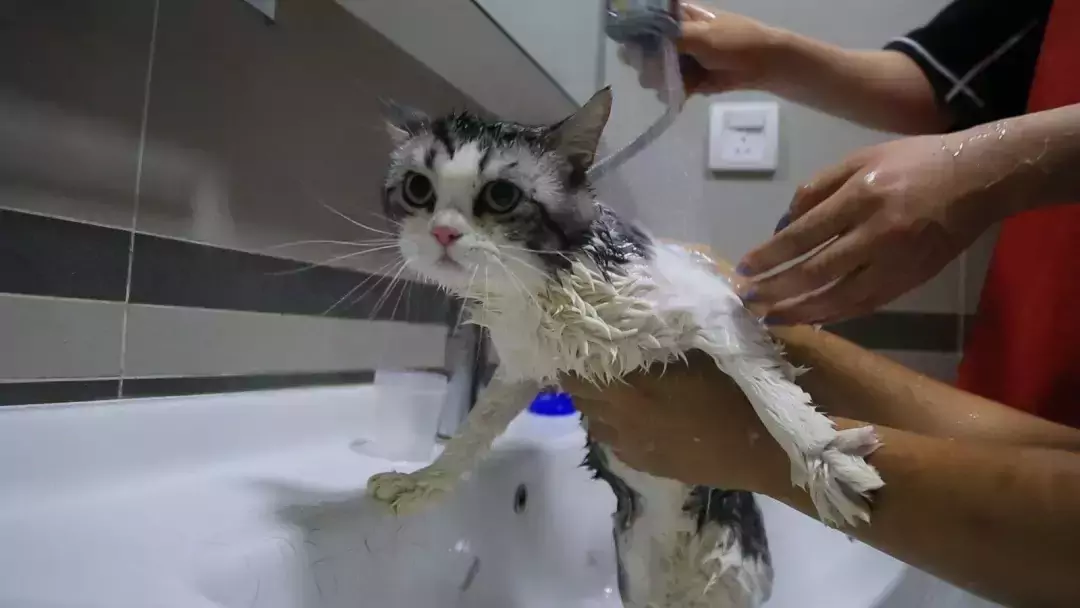 如何洗猫
