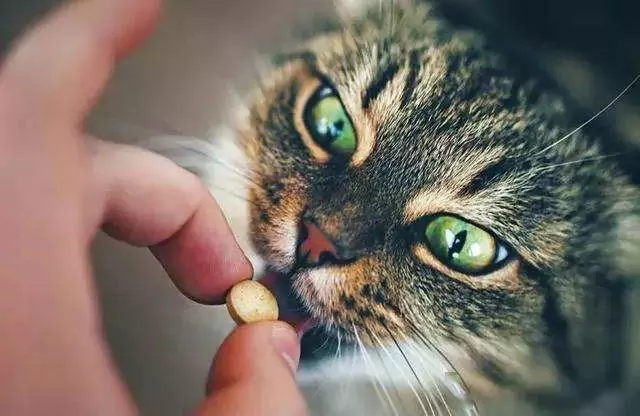 如何给猫吃药？如何轻松地给猫咪吃药