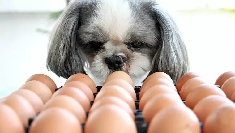 狗能吃鸡蛋吗？狗能吃鸡蛋白吗？狗狗吃鸡蛋的好处有哪些？