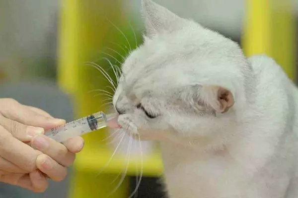 如何让猫吃药？