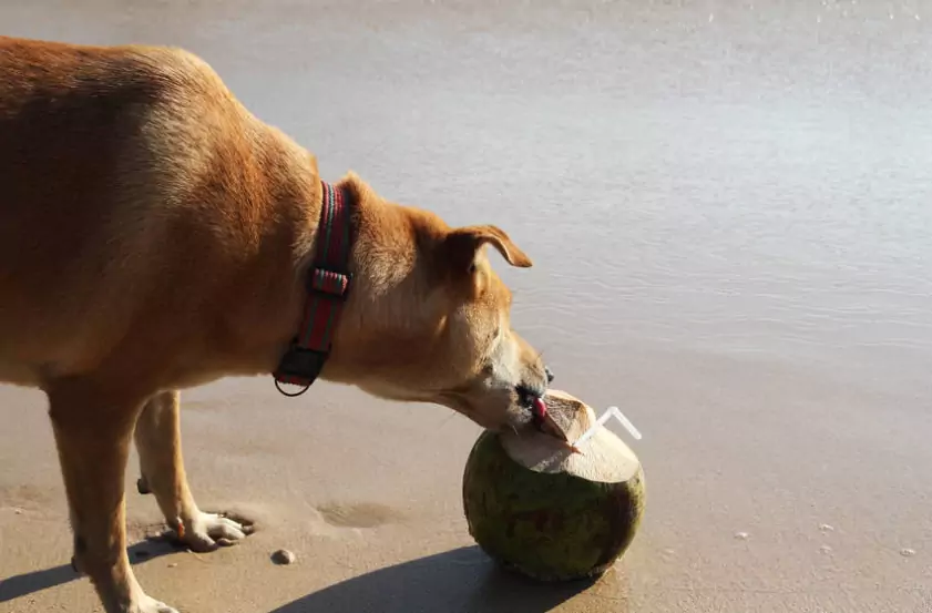 狗能喝椰子水吗？