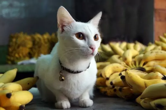 猫能吃香蕉吗？香蕉中含有的维生素