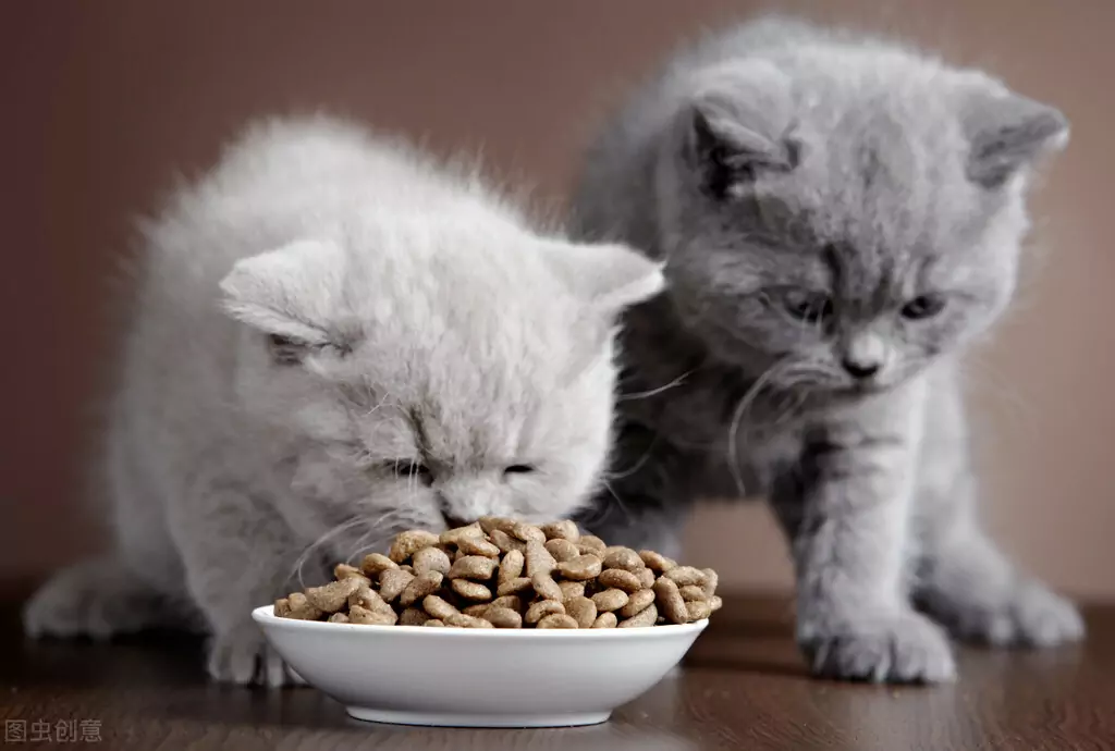 为什么我的猫会吐出未消化的食物？猫咪呕吐的原因