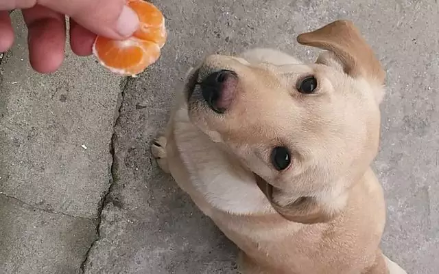 狗能吃橘子吗？狗狗吃橙的好处有哪些？