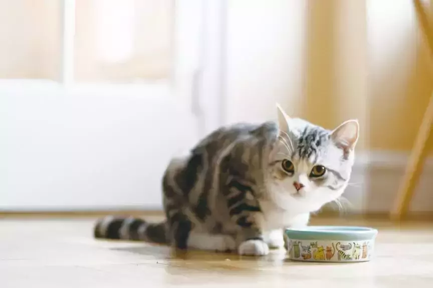 给猫喂多少湿食物？如何选择优质的湿猫粮？
