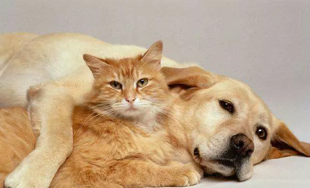 为什么狗比猫好?养狗狗比养猫咪好的10个理由