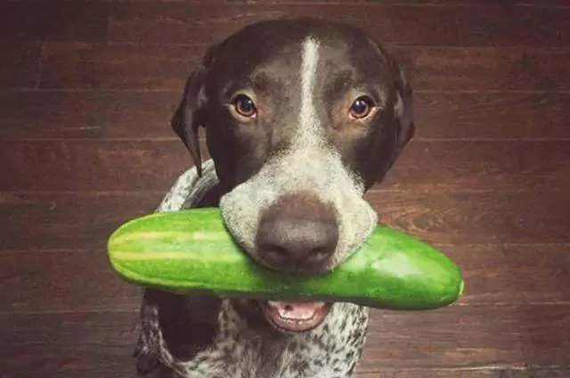 狗可以吃黄瓜吗？狗狗吃黄瓜的好处和坏处？