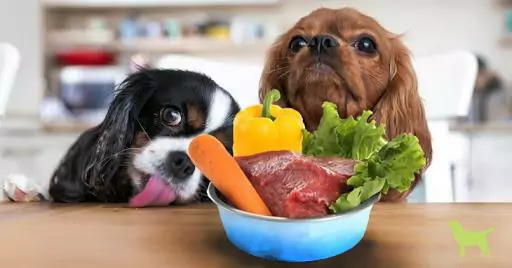 狗可以吃什么蔬菜？狗狗为什么要吃蔬菜？