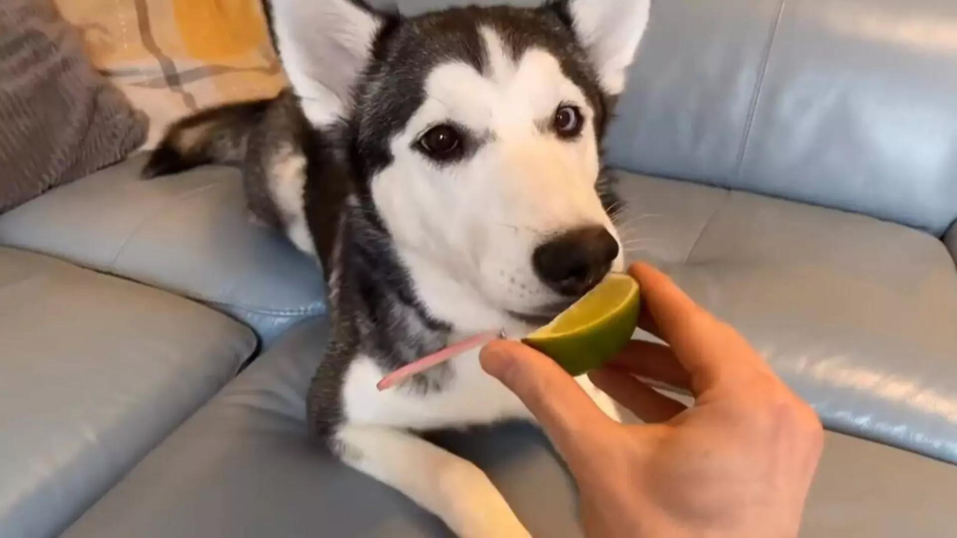 狗能吃柠檬吗?狗狗不宜多吃的水果