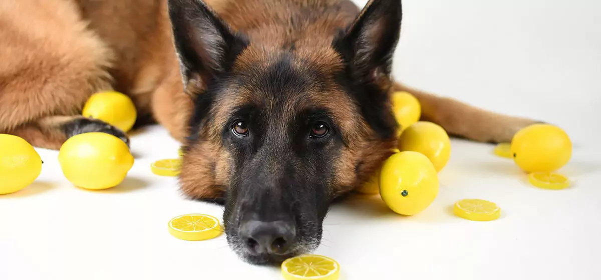 狗能吃柠檬吗？狗狗不能吃柠檬