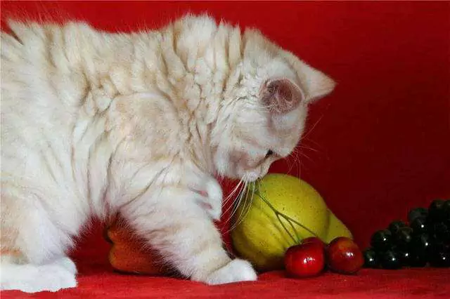 猫能吃葡萄吗？为什么猫不能吃葡萄？