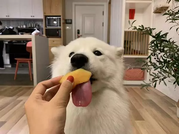 狗狗能吃哈密瓜吗?喂食多少哈密瓜合适呢