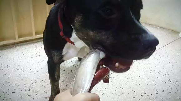 狗能吃金枪鱼吗？狗狗吃金枪鱼罐头时的风险