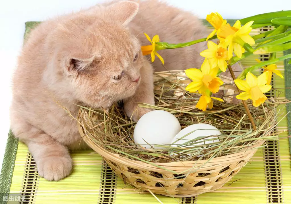 猫能生蛋吗?猫咪可不可以吃生鸡蛋