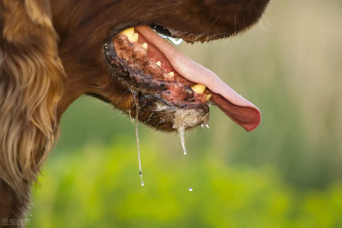 为什么狗会流口水？