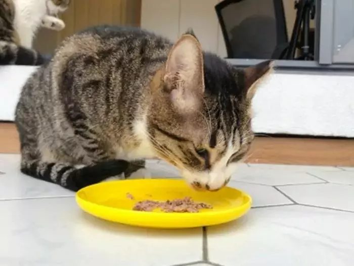 猫能吃猪肉吗？宠物猫到底适不适合喂食猪肉呢？