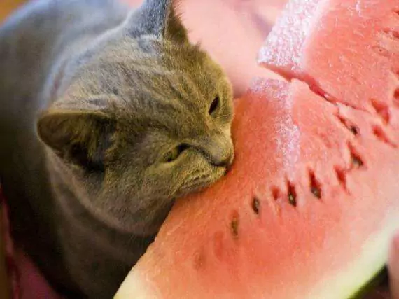 猫能吃西瓜吗？西瓜对猫咪是否有害