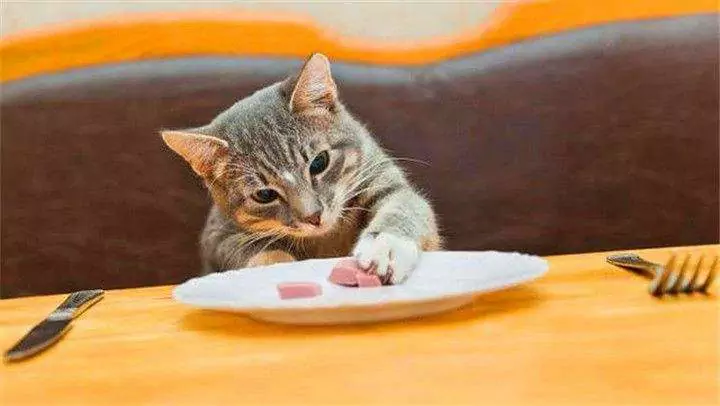 幼猫可以吃什么？成年猫日常喂养指南