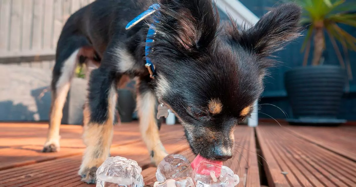 狗能吃冰吗？狗狗喜欢吃冰块吗？