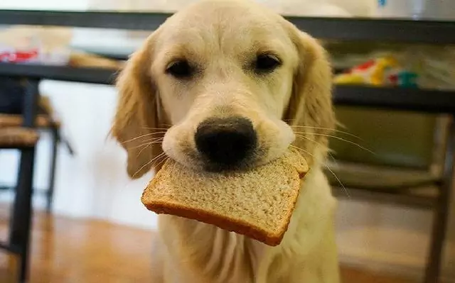狗能吃面包吗？狗狗吃面包可能发生的危害