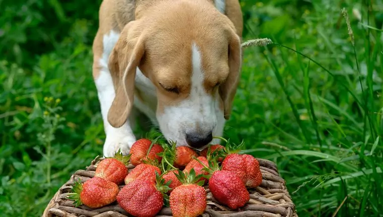 草莓对狗有好处吗？草莓对狗狗有什么好处？幼犬可以吃草莓吗？