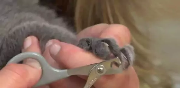 如何修剪猫指甲？猫咪的后爪都有什么功能