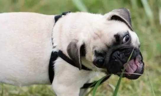 狗吃草可以吗？