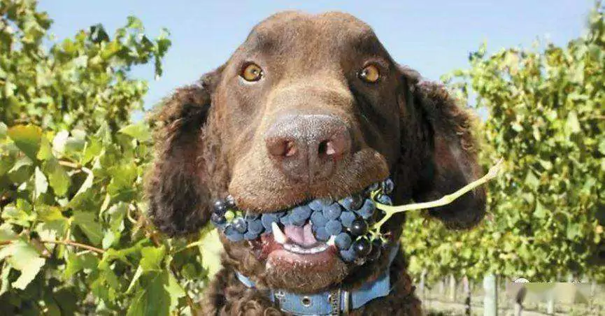 狗可以吃葡萄吗？狗狗吃葡萄后的中毒症状
